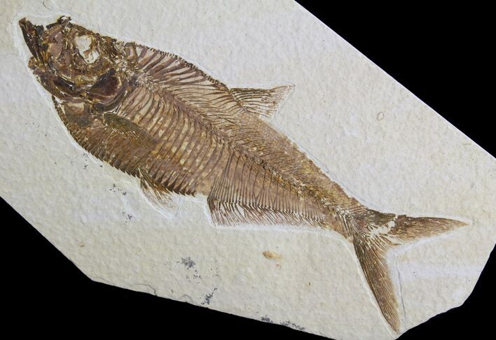 Detailed, Diplomystus Fossil Fish - Wyoming #63985